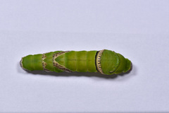 Papilio protenor
