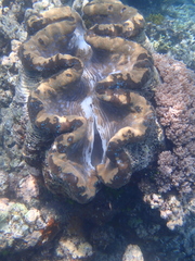 Tridacna gigas