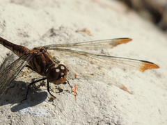 Sympetrum infuscatum