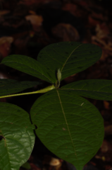 Cordia nodosa