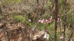 Dianthus crenatus