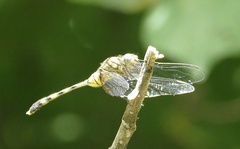 Orthetrum serapia