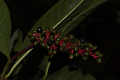 Palicourea calophylla