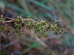Galium verum