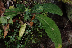 Streptocarpus rexii