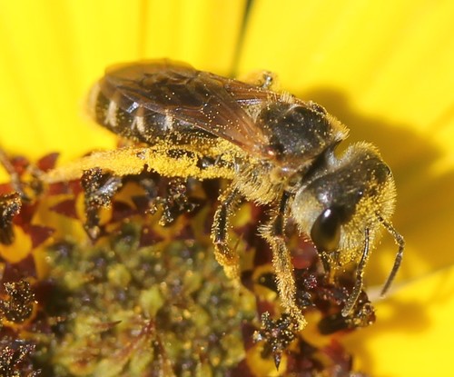 Poey's Furrow Bee