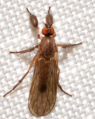 Hilara seriata