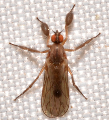 Hilara seriata