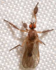 Hilara seriata