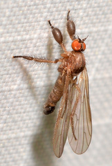 Hilara seriata