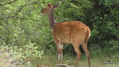 Tragelaphus sylvaticus