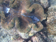 Tridacna gigas