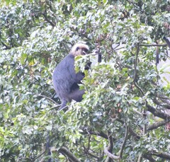 Semnopithecus johnii