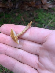 Cystoderma amianthinum