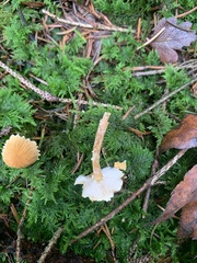 Cystoderma amianthinum