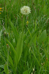 Allium victorialis