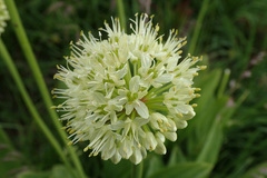 Allium victorialis