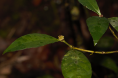 Eumachia guianensis