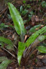 Disteganthus basilateralis