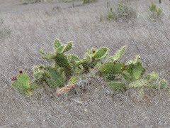 Opuntia littoralis
