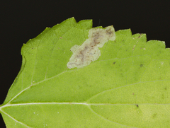 Calycomyza eupatoriphaga