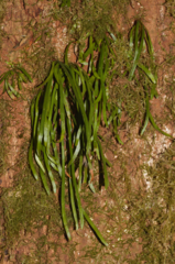 Cochlidium linearifolium