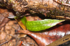 Microgramma lycopodioides