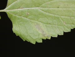 Calycomyza eupatoriphaga