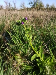 Anchusa officinalis