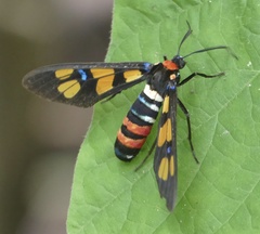 Euchromia polymena