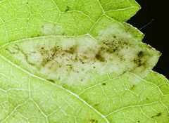 Calycomyza eupatoriphaga