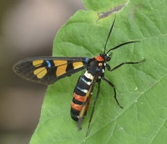Euchromia polymena