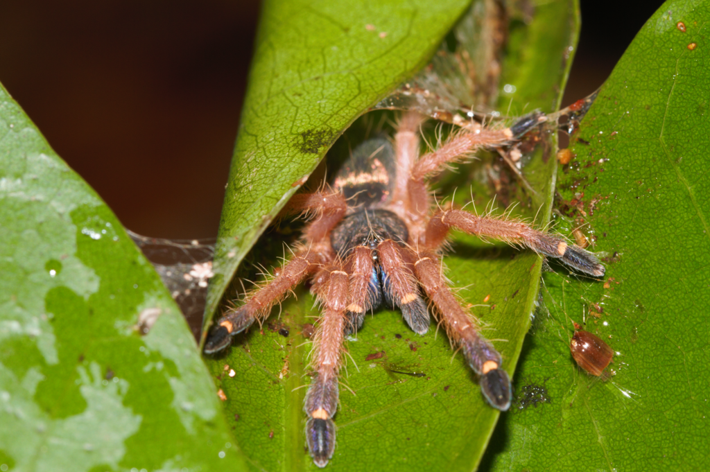 Blue-fang Skeleton Tarantula
