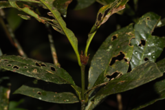 Eumachia kappleri