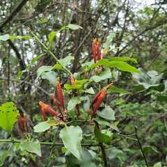 Agelanthus kraussianus