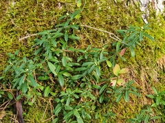 Polygaloides chamaebuxus