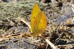 Phoebis philea philea