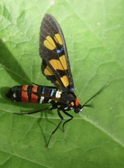 Euchromia polymena