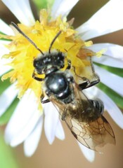 Lasioglossum coriaceum