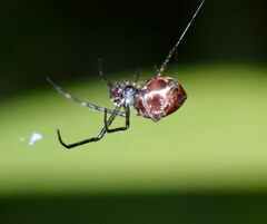 Tetragnathidae