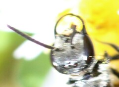 Lasioglossum coriaceum