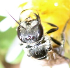 Lasioglossum coriaceum