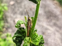 Orthacridini
