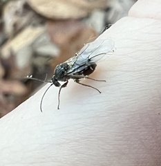Cynipoidea