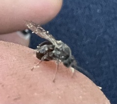Cynipoidea
