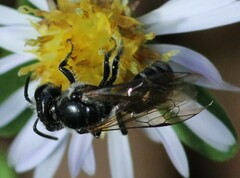 Lasioglossum coriaceum
