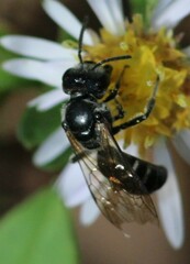 Lasioglossum coriaceum
