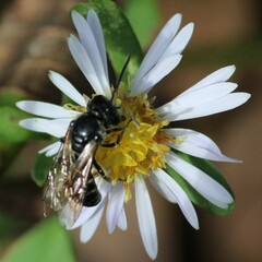 Lasioglossum coriaceum