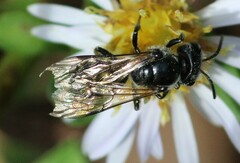 Lasioglossum coriaceum