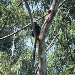 Semnopithecus johnii